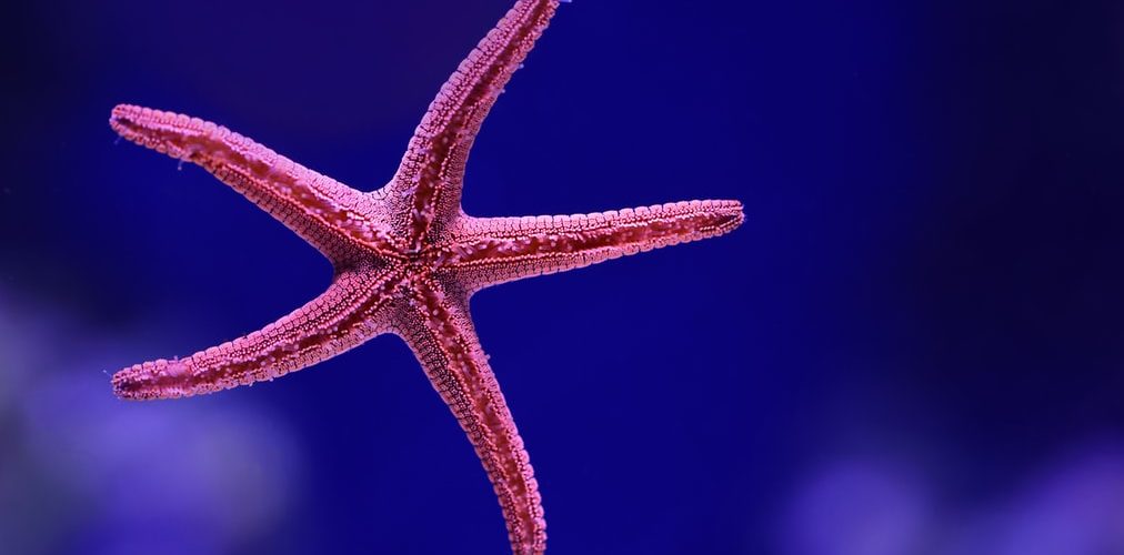 spider-and-the-starfish