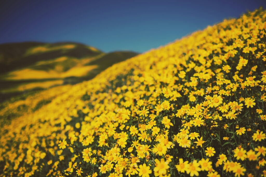superbloom